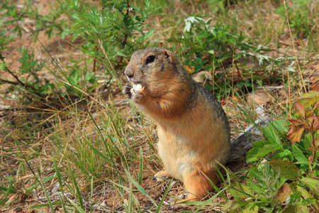 gophers eat a piece of bread