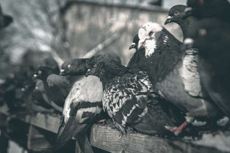 Pigeons on vacationの写真素材