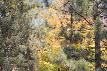 Pine branches against the sky and yellow maple leaves