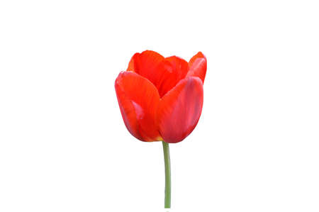 Red tulip on a white backgroundの写真素材