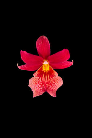 The image Orchid isolated on black backgroundの写真素材