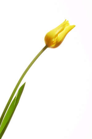 Single yellow tulip isolated over whiteの写真素材