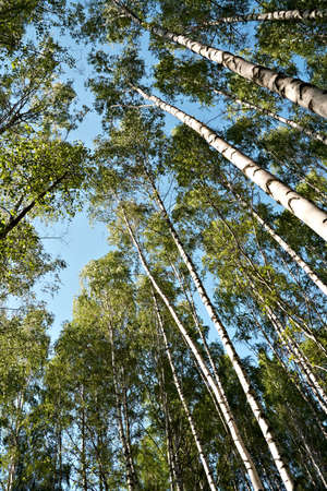 Vertical perspective within a dense forest of birch treesの写真素材
