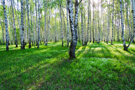 Birch trees with long shadows in summerの写真素材
