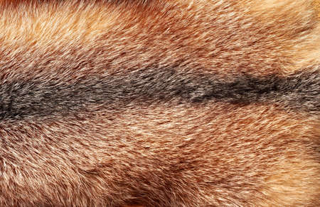 Red fox fur texture as horizontal backgroundの写真素材
