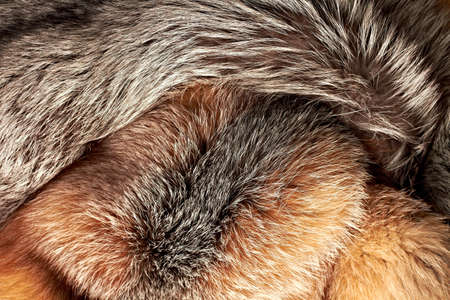 Combined silver and red fox fur horizontal backgroundの写真素材