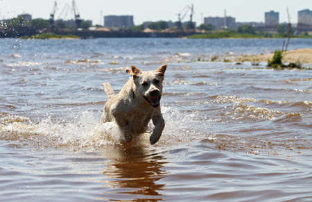 Happy labrador retriever running and splashing in waterの写真素材