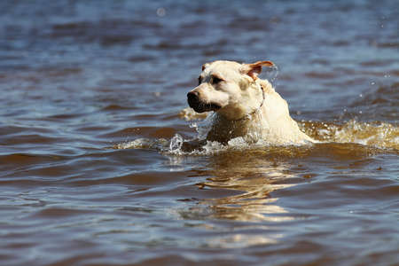 Happy labrador retriever swimming in the river