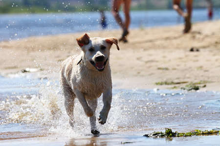 Happy labrador retriever running and splashing in water at the beachの写真素材