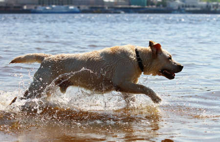 Happy labrador retriever running and splashing in waterの写真素材