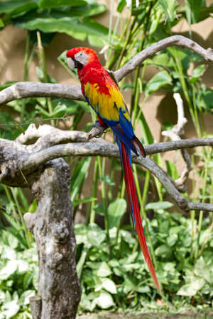 Scarlet macaw  ara macao  in nature surrounding, Bali, Indonesiaの写真素材