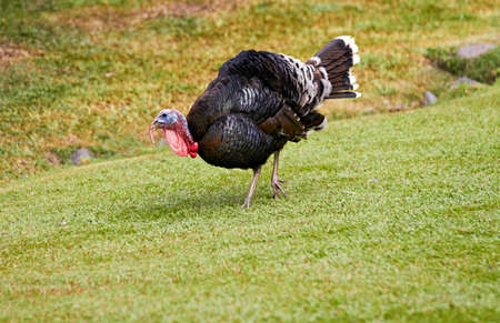 Gobbler (turkey) in nature surrounding, Bali, Indonesiaの写真素材