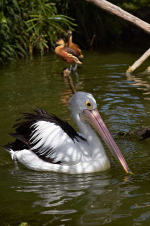 Australian Pelican  Pelecanus conspicillatus  swimming in pond, Bali, Indonesiaの写真素材