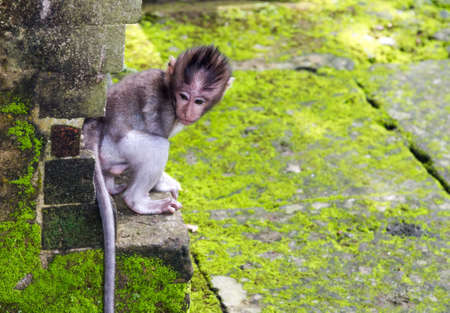 Baby-monkey hiding at sacred monkey forest, Ubud, Bali, Indonesiaの写真素材