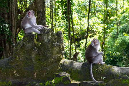 Two monkeys at sacred monkey forest Ubud Bali Indonesia