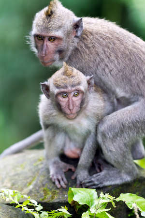 Two monkeys at sacred monkey forest Ubud Bali Indonesiaの写真素材
