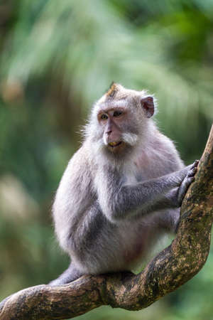 Monkey on tree branch at sacred monkey forest, Ubud, Bali, Indonesiaの写真素材