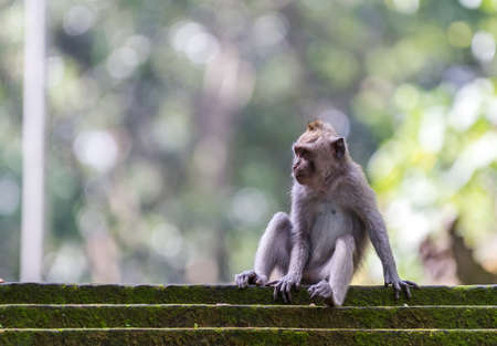 Monkey sitting on steps at sacred monkey forest, Ubud, Bali, Indonesia