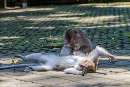 One monkey helps to get rid of fleas to another, Bali, Indonesiaの写真素材