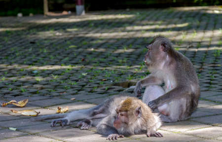 One monkey helps to get rid of fleas to another, Bali, Indonesiaの写真素材