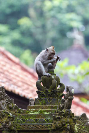 Monkey eating fruit at sacred monkey forest, Ubud, Bali, Indonesiaの写真素材