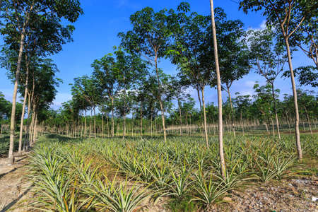 Rubber Tree And Pineapple Plantation With Rows Of Cultivated Trees In Phuket, Thailandの写真素材