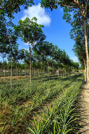 Rubber Tree And Pineapple Plantation With Rows Of Cultivated Trees In Phuket, Thailandの写真素材
