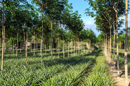 Rubber Tree And Pineapple Plantation With Rows Of Cultivated Trees In Phuket, Thailandの写真素材