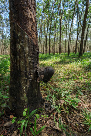 Tapping latex from a rubber tree closeupの写真素材