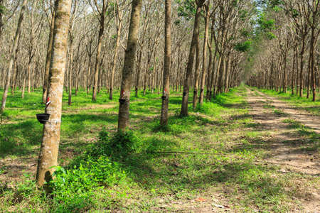Rubber Tree Plantation With Rows Of Cultivated Trees In Phuket, Thailandの写真素材