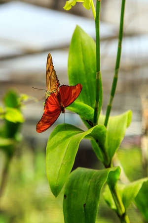 Two orange butterflies mating in Phuket Butterfly Garden, Thailandの写真素材