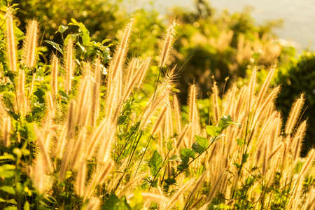 Tropical grass in golden light at sunset near to the oceant, Phuket, Thailandの写真素材