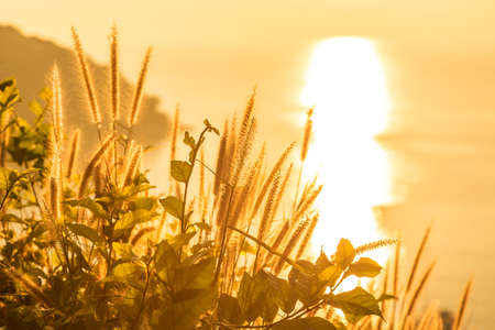 Tropical grass in golden light at sunset near to the oceant, Phuket, Thailandの写真素材