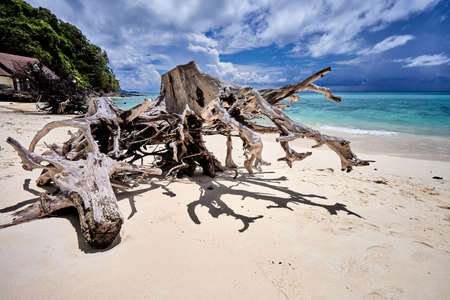 Snag on the beautiful beach, turquoise ocean water and blue sky with cloudsの写真素材