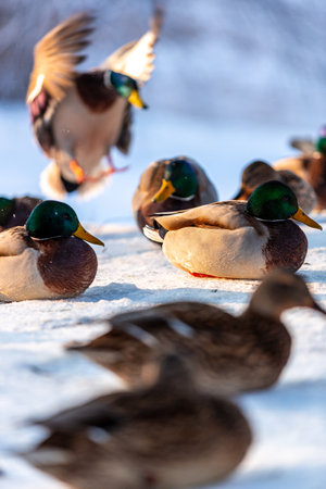 Wild duck group on snow at winter morning in beautiful  back lightの写真素材
