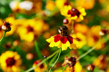 Creopsis tinctoria garden golden tickseed bright yellow and red maroon flowers in bloom with bumblebee, calliopsis ornamental flowering plantの写真素材