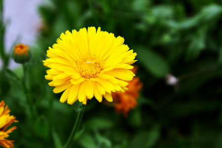 Calendula (Marigold flower) leaf on green natural summer background. Calendula medicinal plant petals, herb leaves. Calendula officinalis flower field plant. Macro herbal tea calendula plant flowerの写真素材