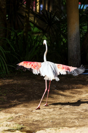 Flamingo in nature surrounding, bird park, Bali, Indonesiaの写真素材