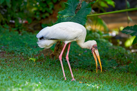 Milky Stork (Mycteria cinerea) eating nestling in nature surrounding, bird park, Bali, Indonesiaの写真素材