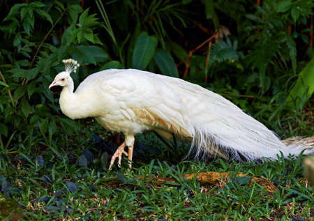 White peacock  in nature surrounding, Thailandの写真素材