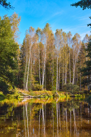 A serene river mirrors the golden hues of trees on a clear autumn day, showcasing natureâs symmetryの写真素材