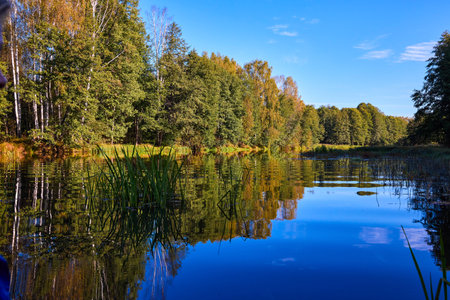 A serene river mirrors the golden hues of trees on a clear autumn day, showcasing natureâs symmetryの写真素材