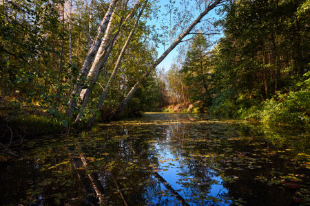 A serene river mirrors the golden hues of trees on a clear autumn day, showcasing natureâs symmetryの写真素材