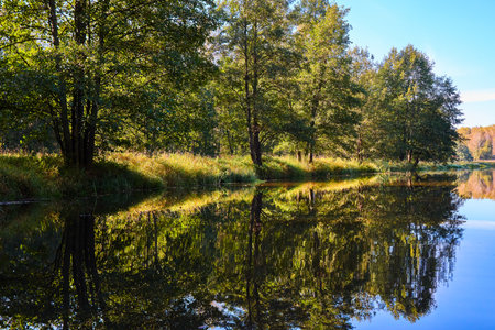 A serene river mirrors the golden hues of trees on a clear autumn day, showcasing natureâs symmetryの写真素材