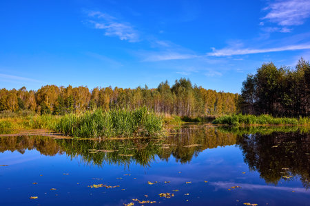 A serene river mirrors the golden hues of trees on a clear autumn day, showcasing natureâs symmetryの写真素材