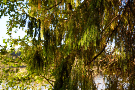 Close-up of vibrant green pine needles with sunlight softly diffusing through, highlighting the intricate textures and patternsの写真素材