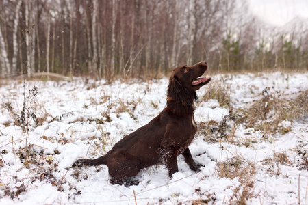 A brown hunting dog attentively sitting in winter. Outdoor training session in a snowy field