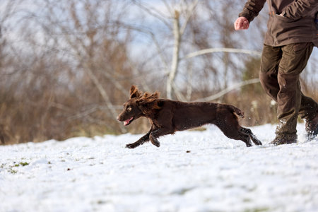 A brown hunting dog running with  trainer in winter. Outdoor training session in a snowy field under a blue skyの写真素材