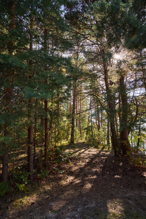 A tranquil forest scene with sunlight filtering through tall pines, highlighting the lush undergrowthの写真素材