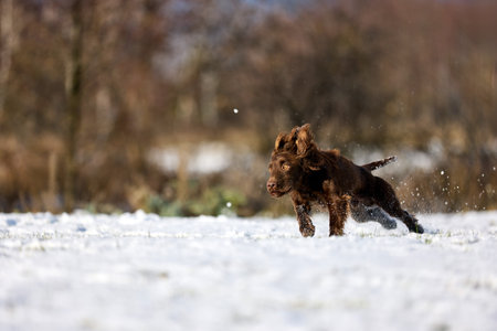 Capture the exuberance of a brown dog dashing through a snowy field, kicking up snow with every strideの写真素材